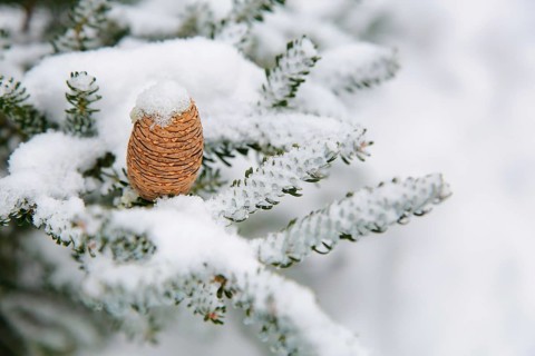 A snow-covered pinecone (Abies koreána) resting on a snowy pine tree branch in a wintery landscape