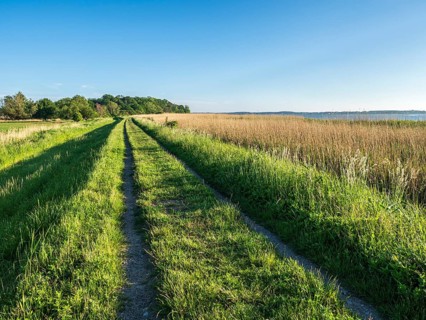 Reed belt and track along the Achterwasser, Usedom island, Baltic sea, Germany, Europe