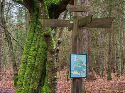 Path in the Darss forest between Prerow and Ahrenshoop, for hiking and cycling, National Park,