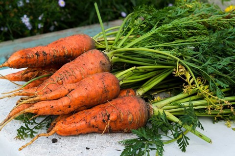 A fresh carrot with leaves lies on the table