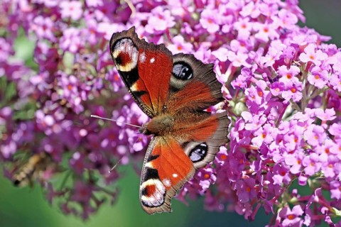 A butterfly with red, black and white wings sitting on a group of pink flowers, peacock butterfly,