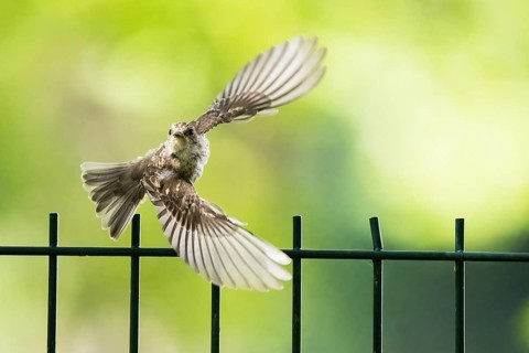 A juvenile spotted flycatcher (Muscicapa striata) in flight over a metal fence with a green