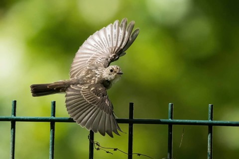 A juvenile spotted flycatcher (Muscicapa striata) with outstretched wings flying just over a metal