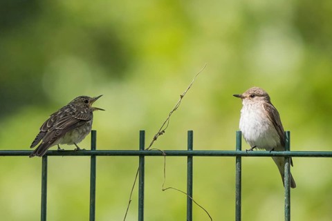 A juvenile spotted flycatcher (Muscicapa striata) on a metal fence begging an adult bird for food,