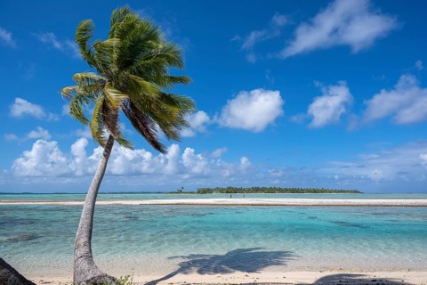 Coconut palm (Cocos nucifera), behind it a sandbank and a motu, Tikehau, atoll, Tuamotu