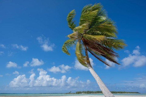Coconut palm (Cocos nucifera), behind it a sandbank and a motu, Tikehau, atoll, Tuamotu