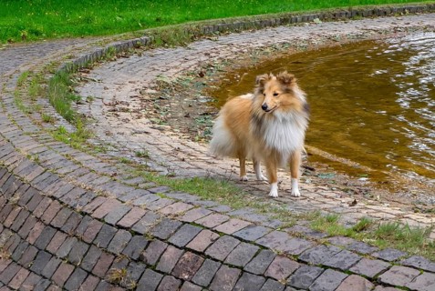 Dog, breed Shetland Sheepdog or Sheltie, Germany, Europe