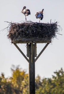 Stork nest, storks in the Stever floodplain, near Olfen, river Stever, nature reserve, North