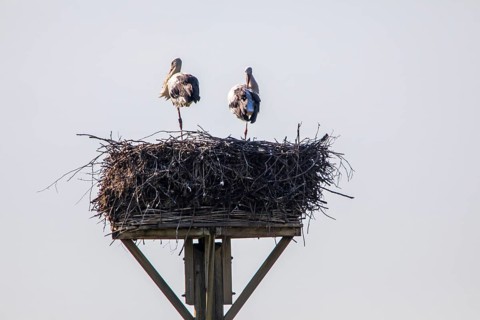 Stork nest, storks in the Stever floodplain, near Olfen, river Stever, nature reserve, North