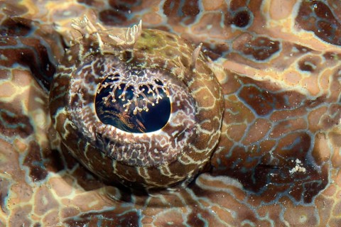 Extreme close-up of eye of (Papilloculiceps longiceps), Pacific Ocean, Yap Island, Yap State,
