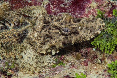 Head of juvenile crocodile fish (Papilloculiceps longiceps), Pacific Ocean, Yap Island, Yap State,