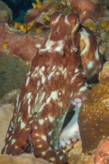 Close-up of octopus (Octopus vulgaris) eight-armed cuttlefish cephalopod octopus shows camouflage