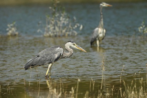Grey heron (Ardea cinerea) in the water, on the willows in the background you can clearly see the
