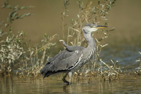 Grey heron (Ardea cinerea) in the water, the level of the flood of June 2024 is clearly visible on