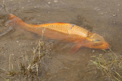 Golden carp (Cyprinus carpia) foraging in the shallows of a lake, Allgäu, Bavaria, Germany, Allgäu,