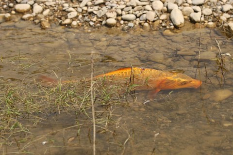 Golden carp (Cyprinus carpia) foraging in the shallows of a lake, Allgäu, Bavaria, Germany, Allgäu,