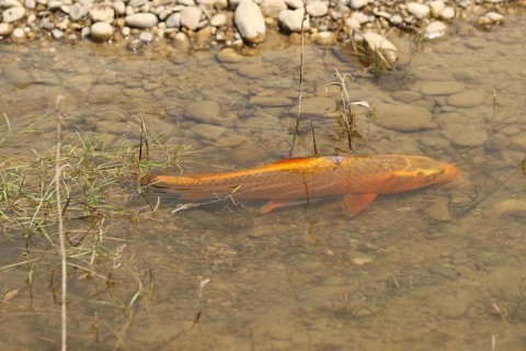 Golden carp (Cyprinus carpia) foraging in the shallows of a lake, Allgäu, Bavaria, Germany, Allgäu,