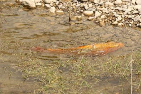 Golden carp (Cyprinus carpia) foraging in the shallows of a lake, Allgäu, Bavaria, Germany, Allgäu,