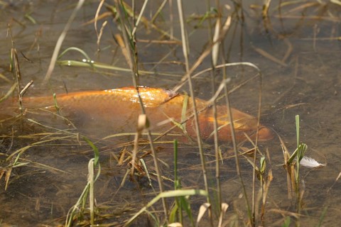 Golden carp (Cyprinus carpia) foraging in the shallows of a lake, Allgäu, Bavaria, Germany, Allgäu,