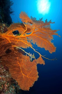 Fan coral (Subergorgia mollis) (Annella mollis) growing in coral reef stretching towards the sun,