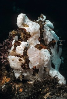 Painted frogfish (Antennarius pictus), Pacific, Indo-Pacific, Philippine Sea, Philippines, Asia