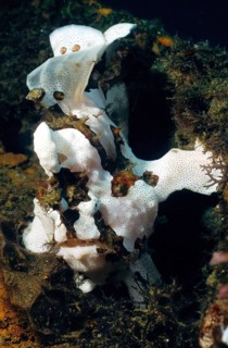 Painted frogfish (Antennarius pictus), Pacific, Indo-Pacific, Philippine Sea, Philippines, Asia