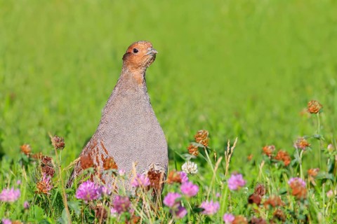 Gray partridge (Perdix perdix), rooster looking attentively from clover meadow, wildlife, hen
