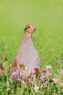 Gray partridge (Perdix perdix), rooster looking attentively from clover meadow, wildlife, hen