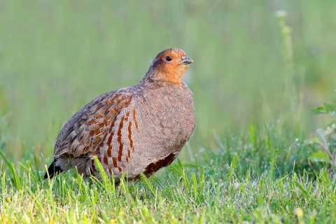 Gray partridge (Perdix perdix), rooster looks attentively, wildlife, hen birds, Sankt Andrä am
