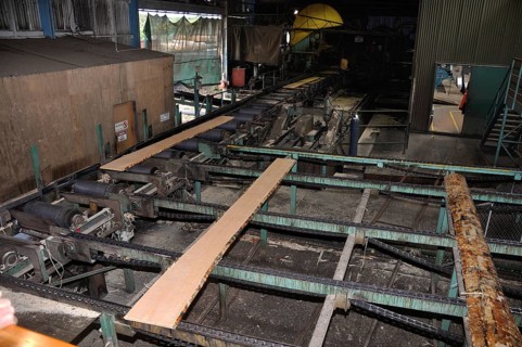Slabs of Pinus radiata timber move through a sawmill to the next set of saws