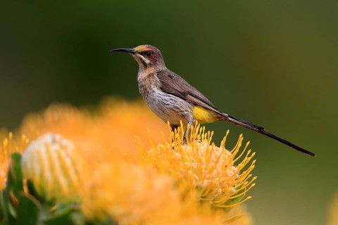 Cape Honeybird (Promerops cafer), adult, female, on flower, Protea, vigilant, Kirstenbosch Botanic
