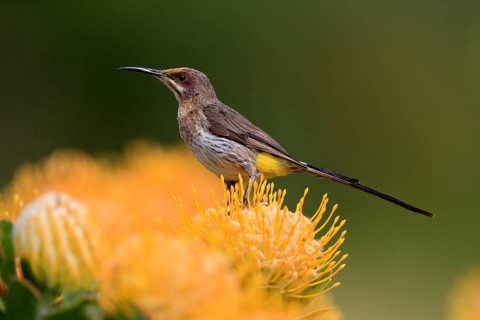 Cape Honeybird (Promerops cafer), adult, female, on flower, Protea, vigilant, Kirstenbosch Botanic