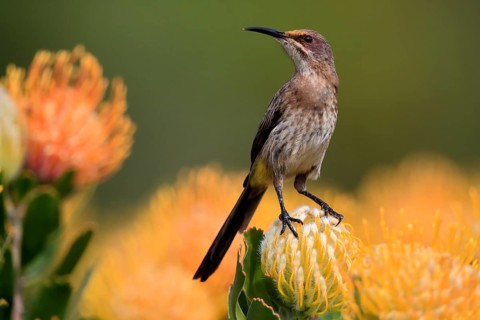 Cape Honeybird (Promerops cafer), adult, female, on flower, Protea, vigilant, Kirstenbosch Botanic