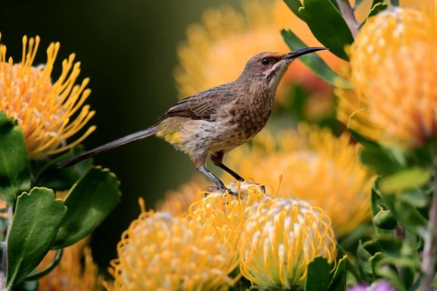 Cape Honeybird (Promerops cafer), adult, female, on flower, Protea, vigilant, Kirstenbosch Botanic