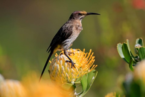 Cape Honeybird (Promerops cafer), adult, female, on flower, Protea, vigilant, Kirstenbosch Botanic