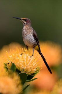 Cape Honeybird (Promerops cafer), adult, female, on flower, Protea, vigilant, Kirstenbosch Botanic