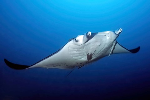 Manta ray (Manta birostris) Giant manta ray swimming in open sea through blue water, Pacific,