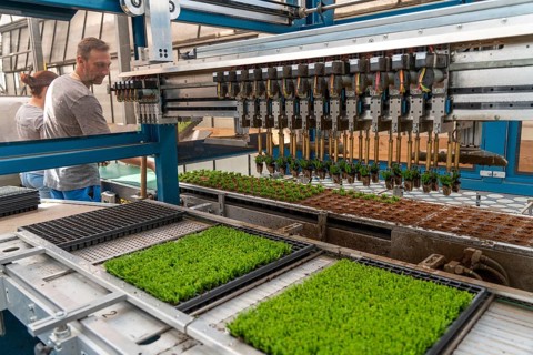 Horticultural business, cuttings, heather, heather plants, Calluna vulgaris, are repotted after