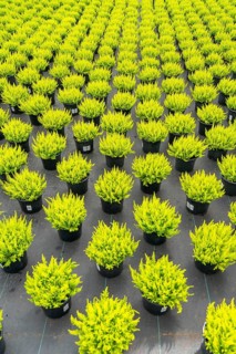 Horticultural nursery, mother plants from which cuttings of heather, broom heather plants, Calluna