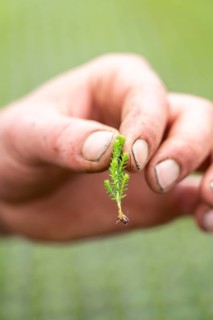 Garden nursery, cuttings, heather, broom heather plants, Calluna vulgaris, in the propagation