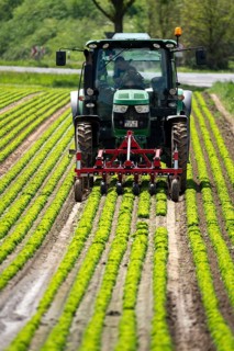 Agriculture, lettuce growing in a field, Lollo Bionda and Lollo Rossa, in long rows of plants,