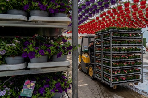 Horticultural business, greenhouse, flowers, various types, are loaded onto a lorry for a customer,