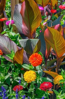Cannas (Canna), and zinnias (Zinnia), in the Hofgarten, Kempten, Allgäu, Bavaria, Germany, Europe
