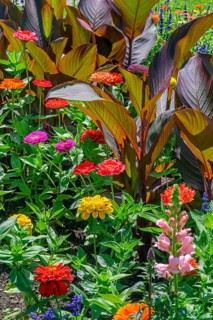 Cannas (Canna), and zinnias (Zinnia), in the Hofgarten, Kempten, Allgäu, Bavaria, Germany, Europe