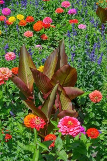 Cannas (Canna), and zinnias (Zinnia), in the Hofgarten, Kempten, Allgäu, Bavaria, Germany, Europe