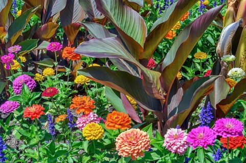 Cannas (Canna), and zinnias (Zinnia), in the Hofgarten, Kempten, Allgäu, Bavaria, Germany, Europe