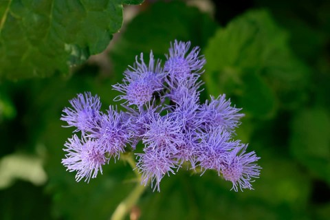 Flossflower (Ageratum houstonianum), flower, Ellerstadt, Germany, Europe
