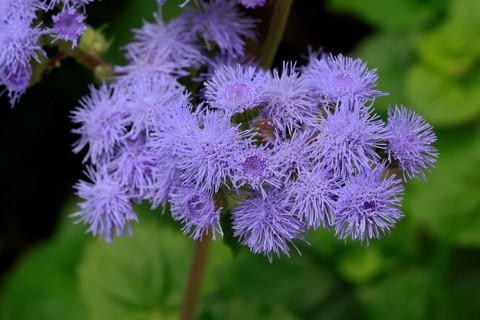 Flossflower (Ageratum houstonianum), flower, Ellerstadt, Germany, Europe