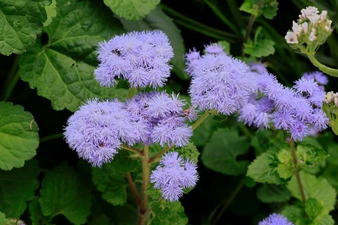 Flossflower (Ageratum houstonianum), flower, Ellerstadt, Germany, Europe