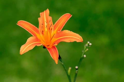 Orange day-lily (Hemerocallis fulva), in bloom, flower, Ellerstadt, Germany, Europe